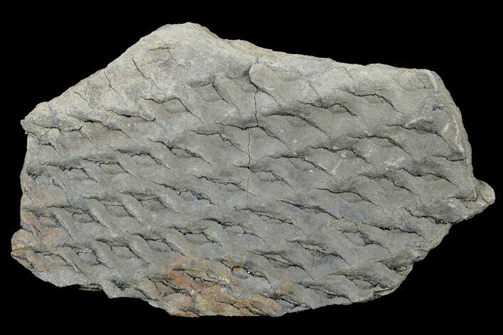 Pennsylvanian Fossil Fern (Lepidodendron) Plate- Kentucky #181343